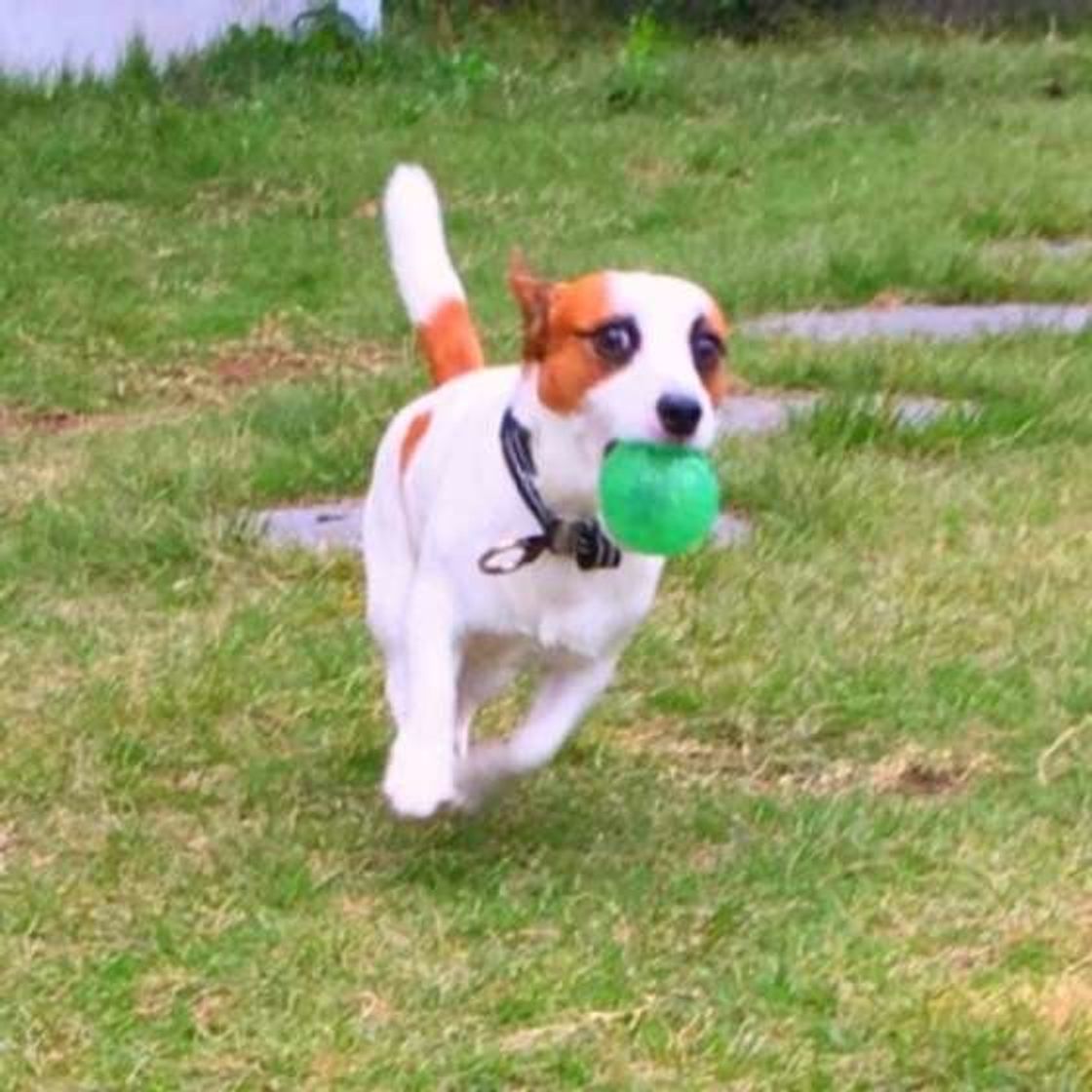 ジャック ラッセル テリアのの特徴 性格 最新価格と飼い方 いぬのきもち 犬図鑑 いぬのきもちweb Magazine ジャック ラッセル テリアのの特徴 性格 最新価格と飼い方 いぬのきもち 犬図鑑 いぬのきもちweb Magazine