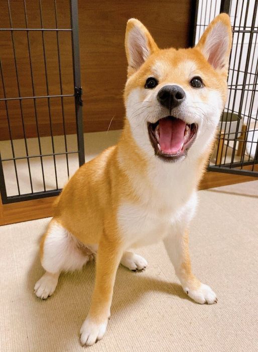 笑顔が可愛いもなかまるちゃん