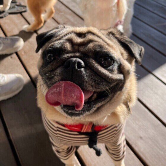 ウッドデッキに立って口を開け、下で上唇を舐めて上を見上げているストライプの洋服を着たパグ