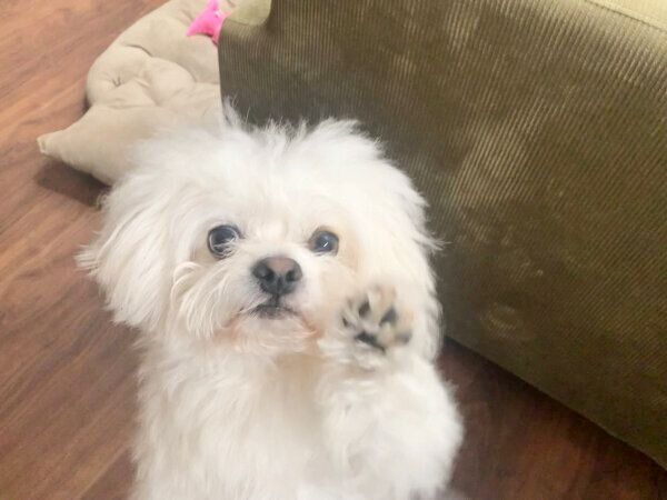 チーズが欲しいわむうくん