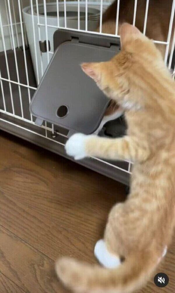 猫ケージの中にいるぷくちゃんを見つめるりんくん