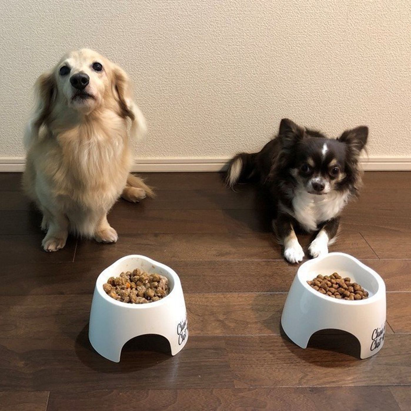 飼い主も愛犬も大満足 100均セリアの フードボウル がスゴイ いぬのきもちweb Magazine 飼い主も愛犬も大満足 100均セリアの フードボウル がスゴイ いぬのきもちweb Magazine