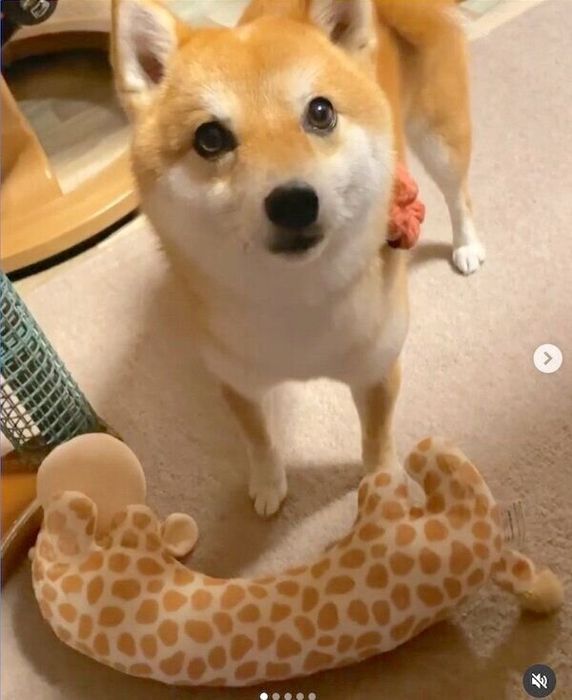 おもちゃをくわえてきたコロちゃん