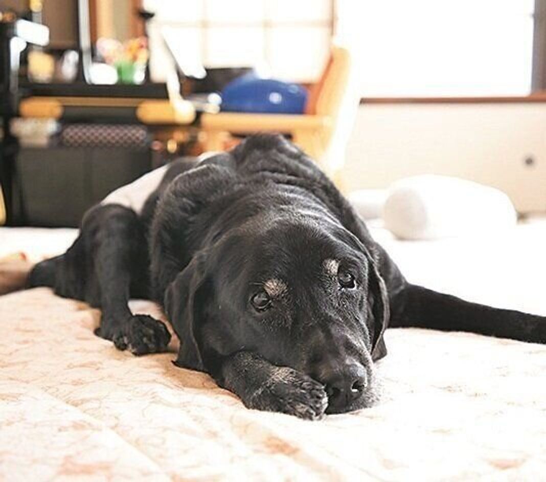 がん 前庭疾患 腎不全 シニアになって次々と襲い掛かる病気と闘う犬 いぬのきもちweb Magazine がん 前庭疾患 腎不全 シニアになって次々と襲い掛かる病気と闘う犬 いぬのきもちweb Magazine