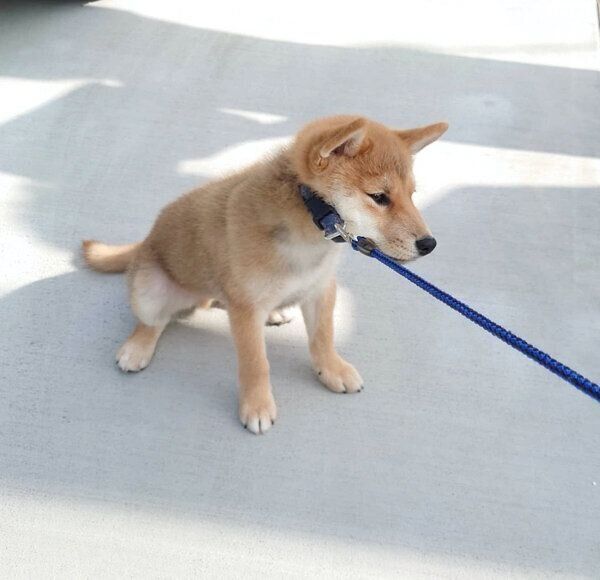 「拒否柴」を発動する豆蔵くん