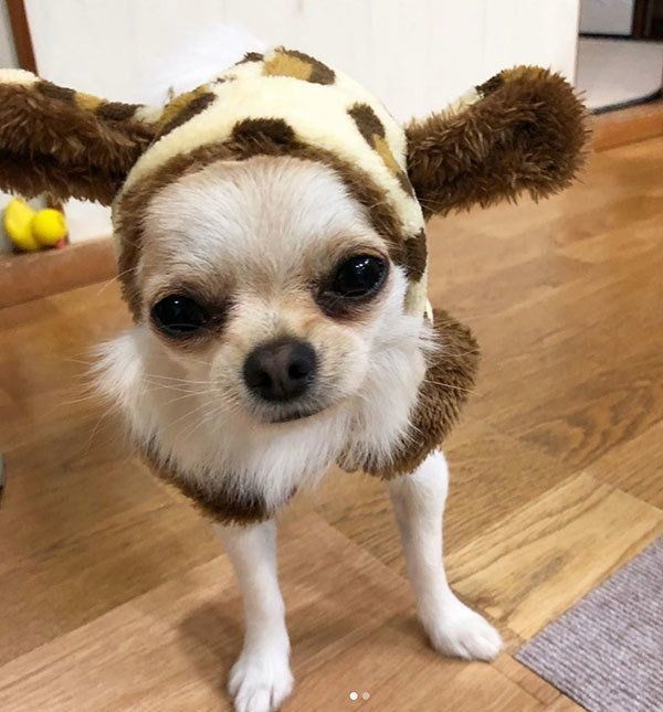 見つめるチワワ