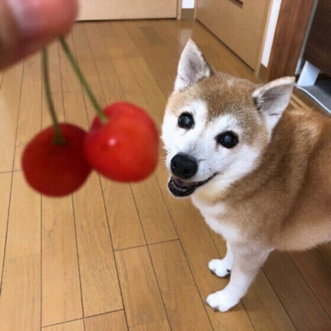獣医師監修 犬にさくらんぼを与えるときは注意が必要 与えるメリットとデメリットを解説 いぬのきもちweb Magazine 獣医師監修 犬にさくらんぼを与えるときは注意が必要 与えるメリットとデメリットを解説 いぬのきもちweb Magazine