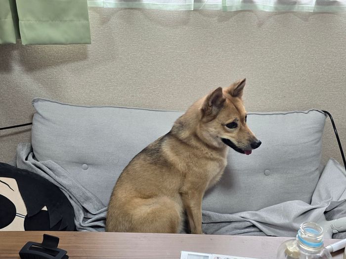新居で初めてソファーに乗った犬