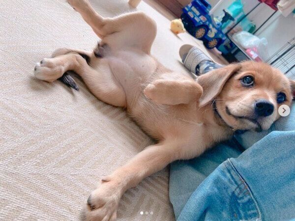 くつろぐあんずちゃん