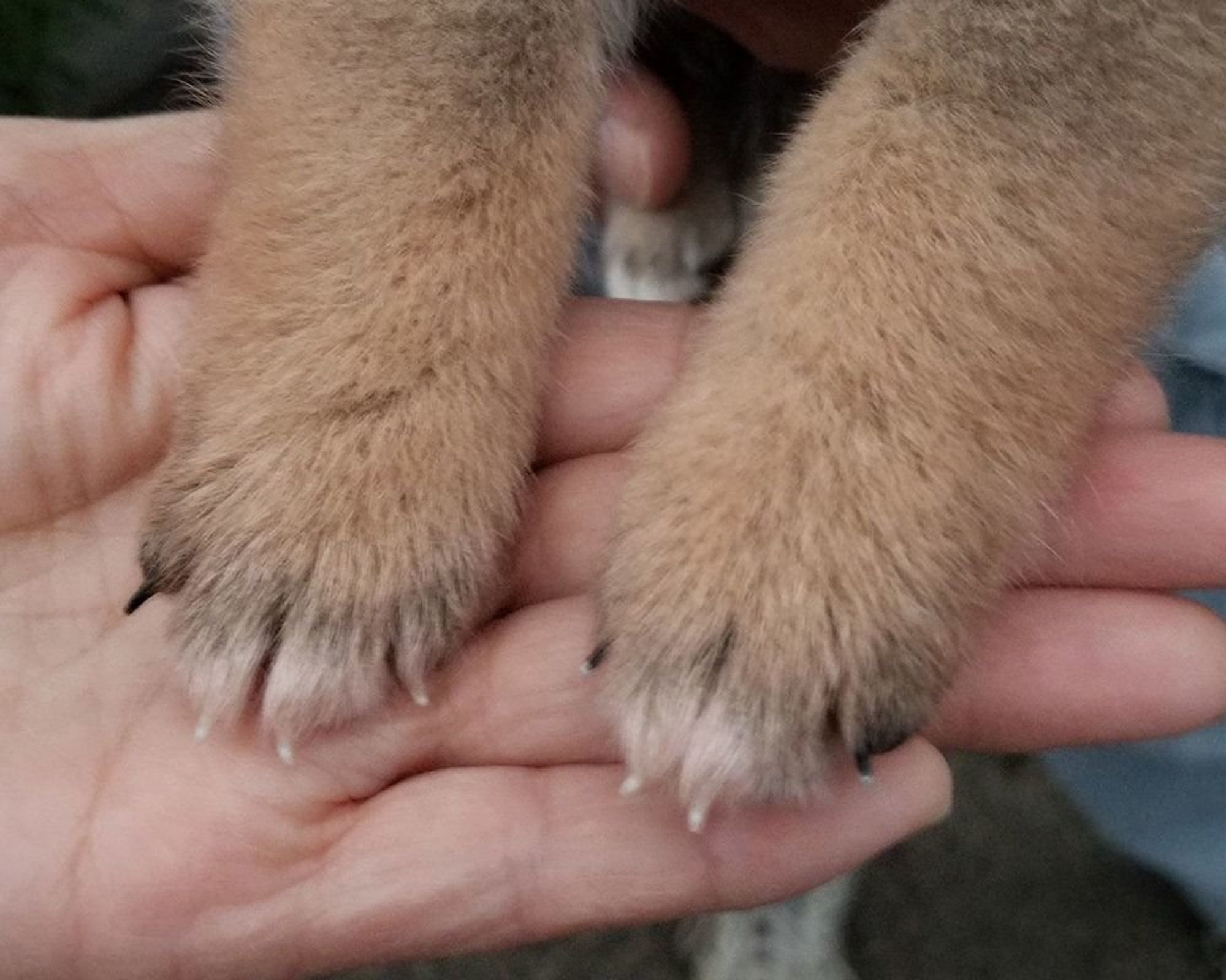 柴犬の爪の色 知ってる 連載 ここ掘れここ柴 Vol 36 いぬのきもちweb Magazine 柴犬の爪の色 知ってる 連載 ここ掘れここ柴 Vol 36 いぬのきもちweb Magazine