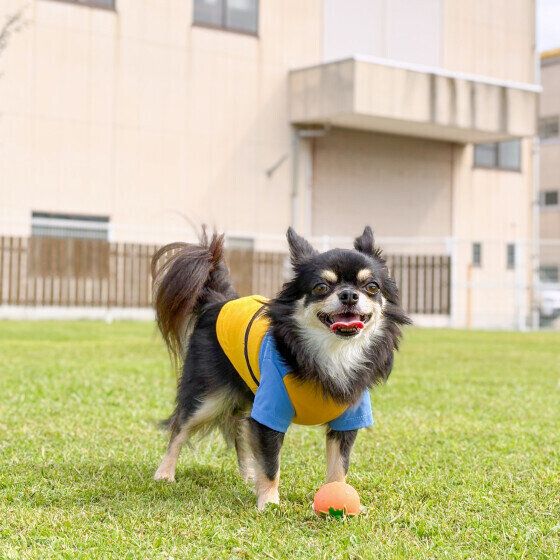 ボール遊び中のチワワ