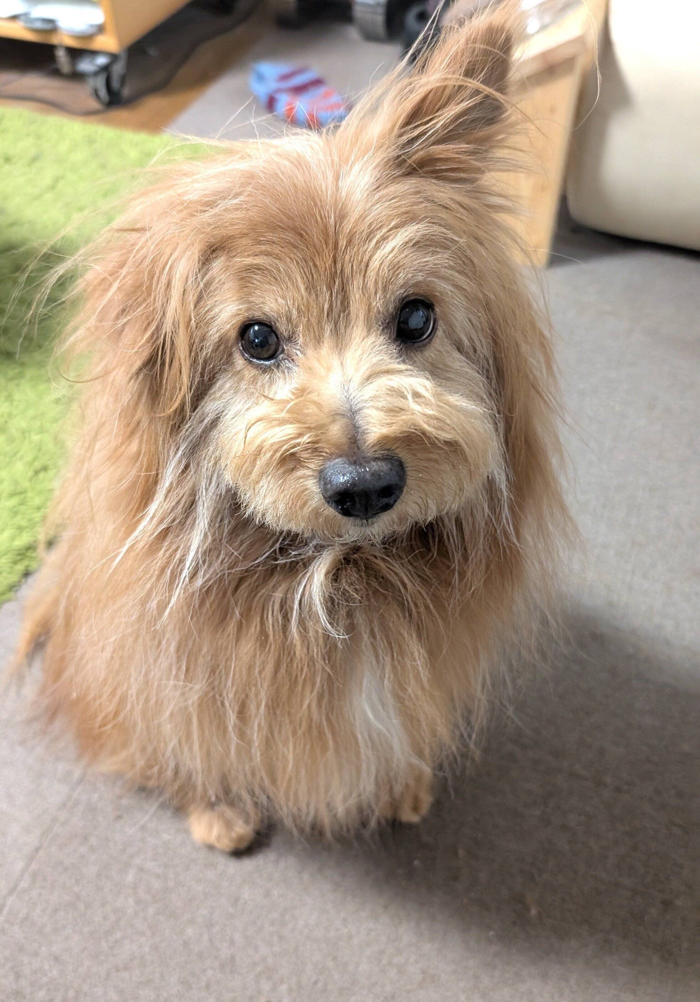 ドヤ顔の犬の写真