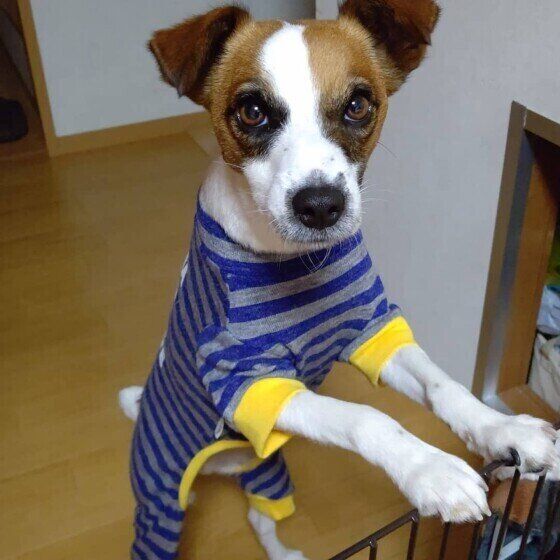 パーソン・ラッセル・テリア