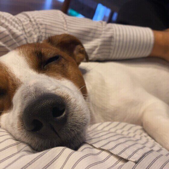 眠るジャック・ラッセル・テリア