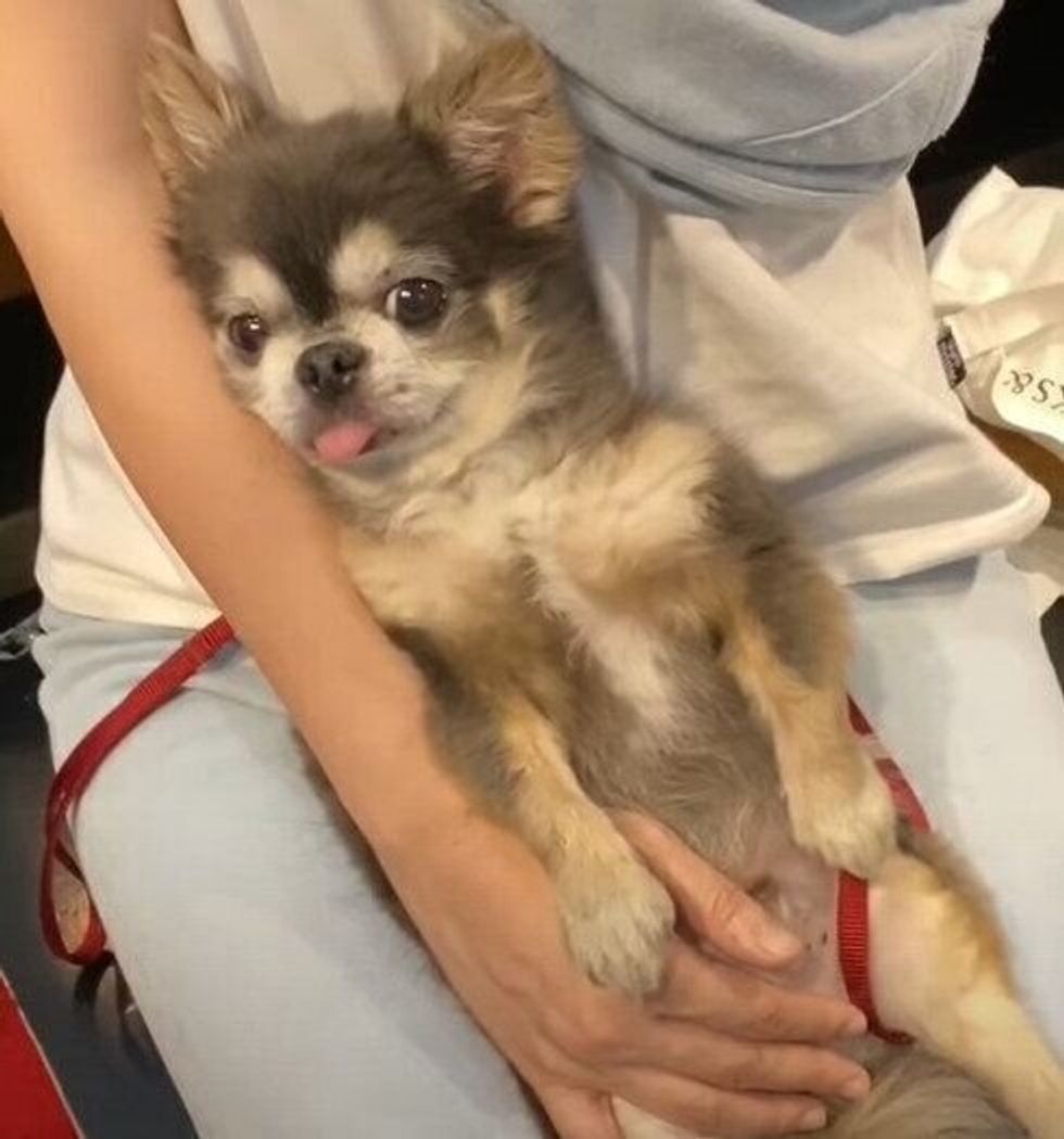 普段は脱力系チワワなのに 食事の前はシャキーンと別犬に いぬのきもちweb Magazine 普段は脱力系チワワなのに 食事の前はシャキーンと別犬に いぬのきもちweb Magazine