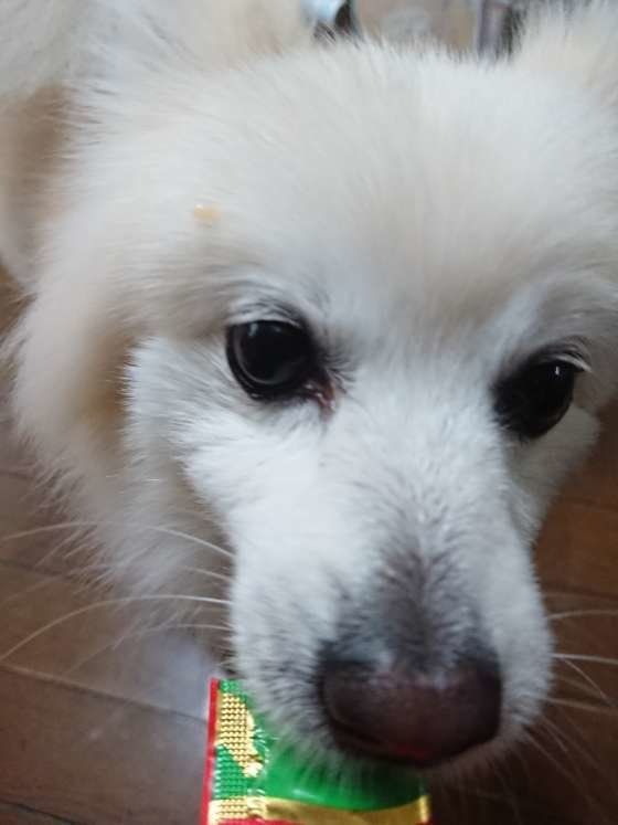 犬の薬を飲ませる方法を調査！投薬の成功率を高める方法とは？ ちゅーる