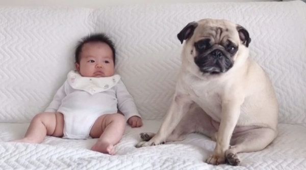 子どもと仲良しなパグ