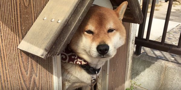 まだ眠そうな柴犬