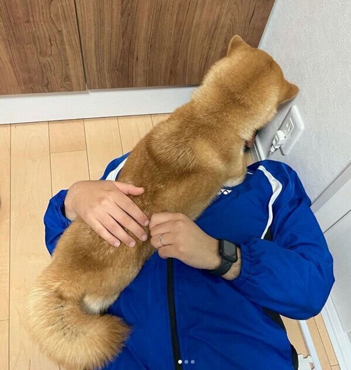 大好きなパパさんへの愛が止まらない犬 激しすぎる愛情表現 の様子が愛おしい いぬのきもちweb Magazine 大好きなパパさんへの愛が止まらない犬 激しすぎる愛情表現 の様子が愛おしい いぬのきもちweb Magazine