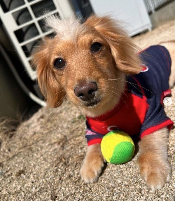 日向ぼっこするなつちゃん