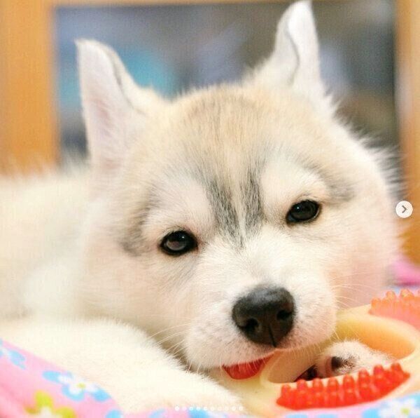 おもちゃで遊ぶいろはちゃん