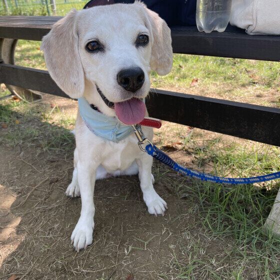 木陰で休憩中のビーグル