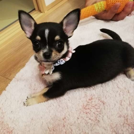 寝そべるチワワ