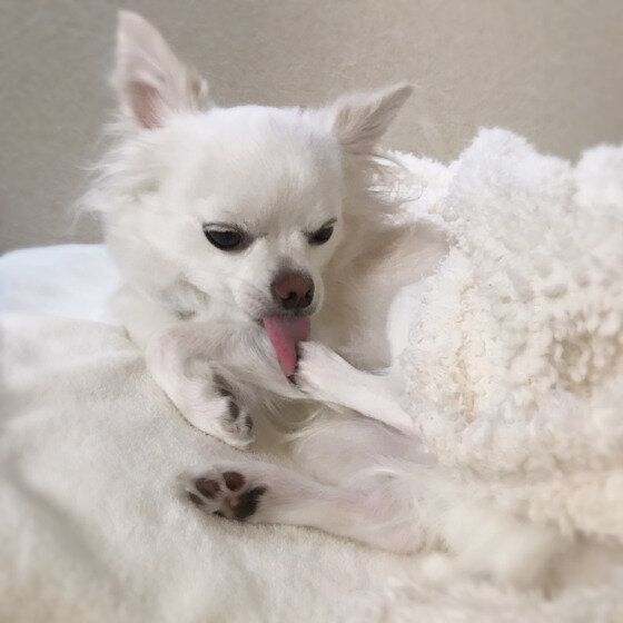 チワワ 毛づくろい中~