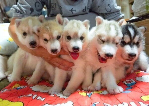 5頭のハスキーの子犬