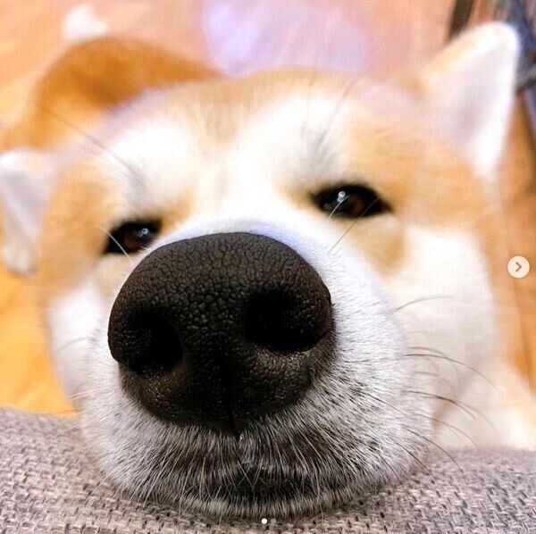 見つめるよたろうくん