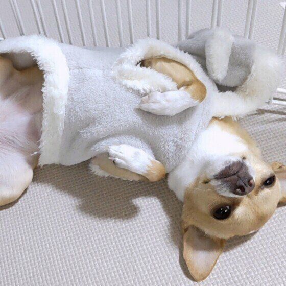 犬が甘えたくて「撫でて」の催促が止まらない？ おててでチョイチョイでアピールする犬への対応 いぬのきもち