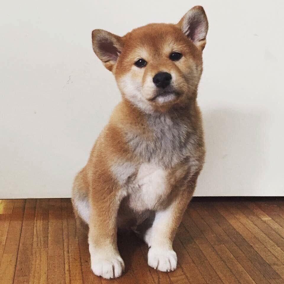 子犬時代のこぶしくん