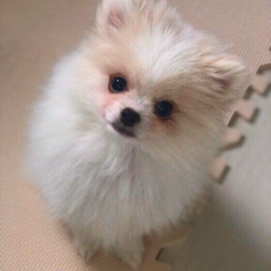 ポメラニアン　はく