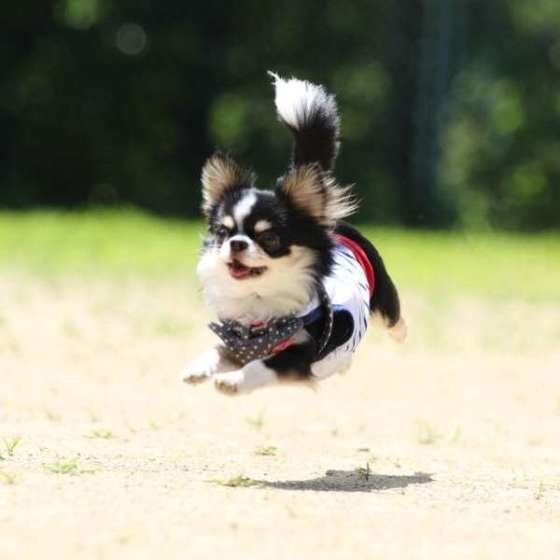 チワワ・ももた・ドッグラン