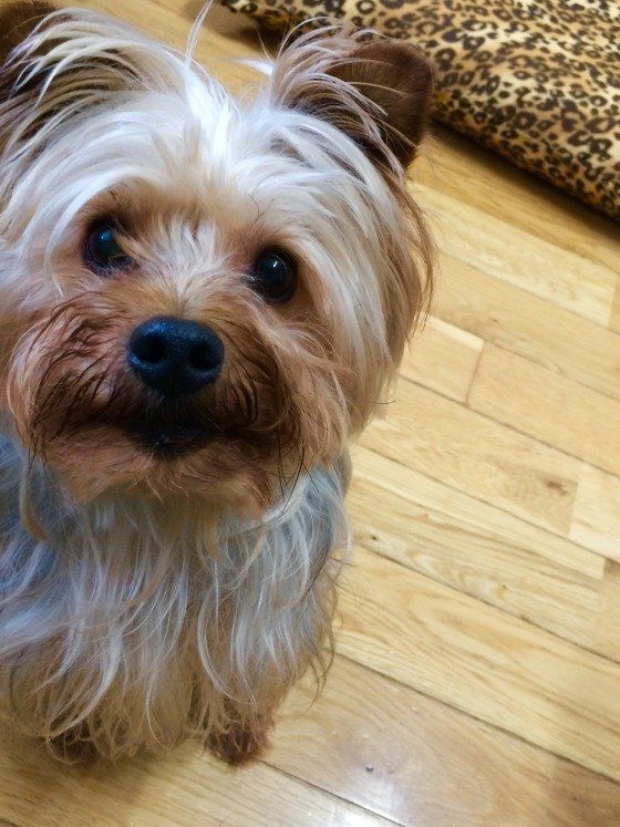 飼い主さんを見つめるヨークシャー・テリア