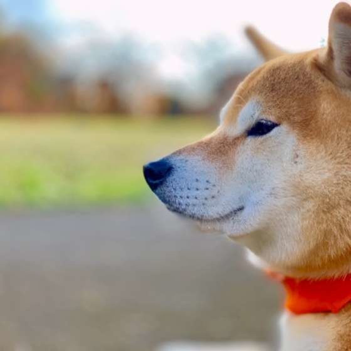 専門家が解説 中型犬の年齢は人でいうと何才 早見表や計算式も いぬのきもちweb Magazine 専門家が解説 中型犬の年齢は人でいうと何才 早見表や計算式も いぬのきもちweb Magazine