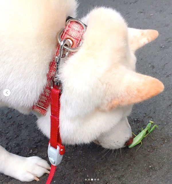カマキリを見つけた白柴・きなこちゃん
