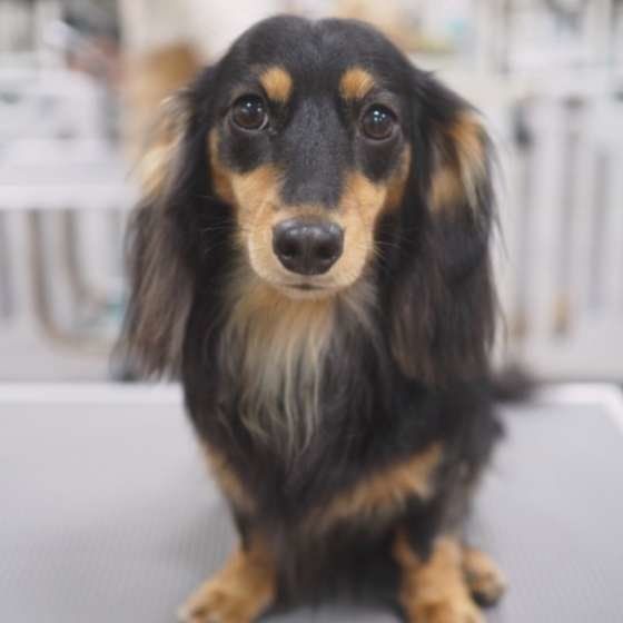 吠えやすい犬種ランキングとチャイム吠えの対処方法 ミニチュアダックス