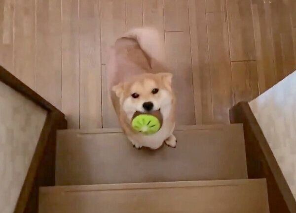 飼い主さんに会えて喜ぶ麦くん