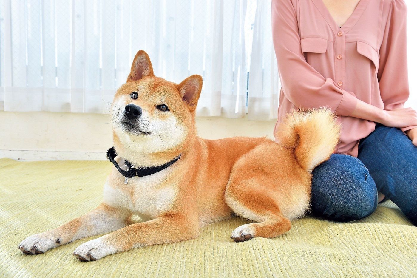 飼い主さんが好きだから 犬が見せる ツンデレサイン を知ってる いぬのきもちweb Magazine 飼い主さんが好きだから 犬が見せる ツンデレサイン を知ってる いぬのきもちweb Magazine