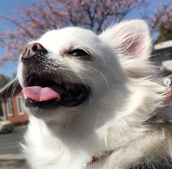 笑顔が可愛いつくねちゃん