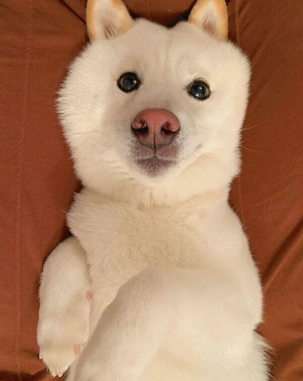 くつろぐラッキーくん