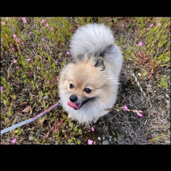 ポメラニアンのこはるちゃん