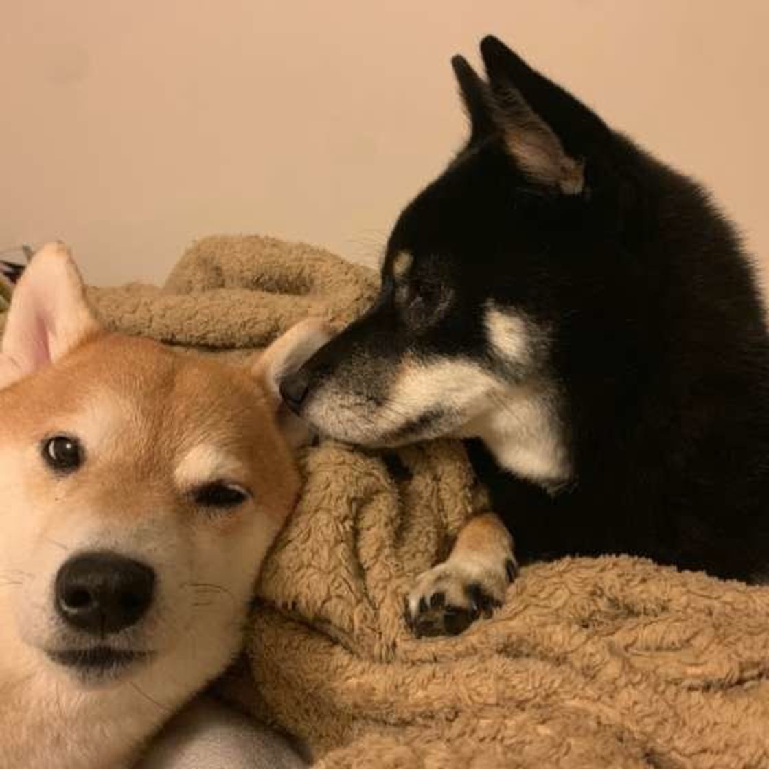 愛犬の水をかぶ飲み 実は病気の表れかも 飼い主さんができる健康チェック いぬのきもちweb Magazine 愛犬の水をかぶ飲み 実は病気の表れかも 飼い主さんができる健康チェック いぬのきもちweb Magazine