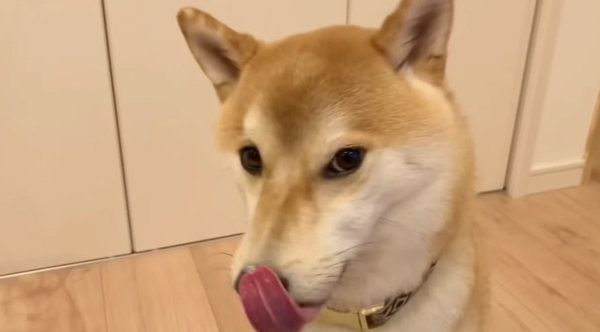 ヨーグルトを食べる柴犬