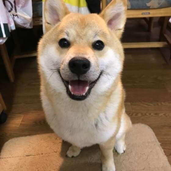 柴犬のぽんたくん