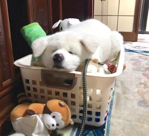 凹みを全身で表現する心ちゃん