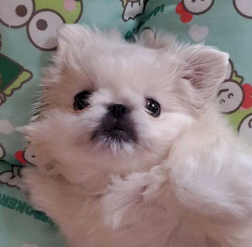 生後3〜4カ月ごろのぱんちゃん。