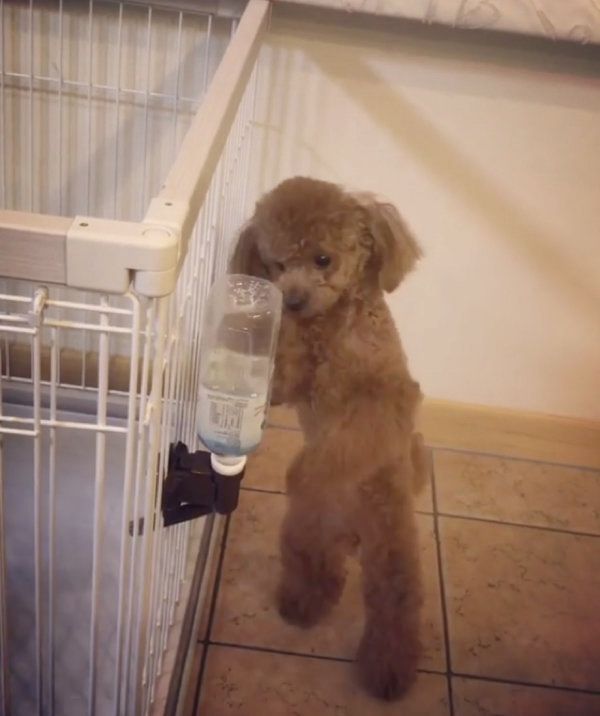 ボクシングをするトイ・プードル