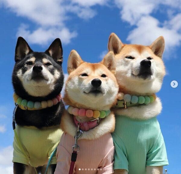 仲良しなモカちゃん、サラちゃん、アンちゃん